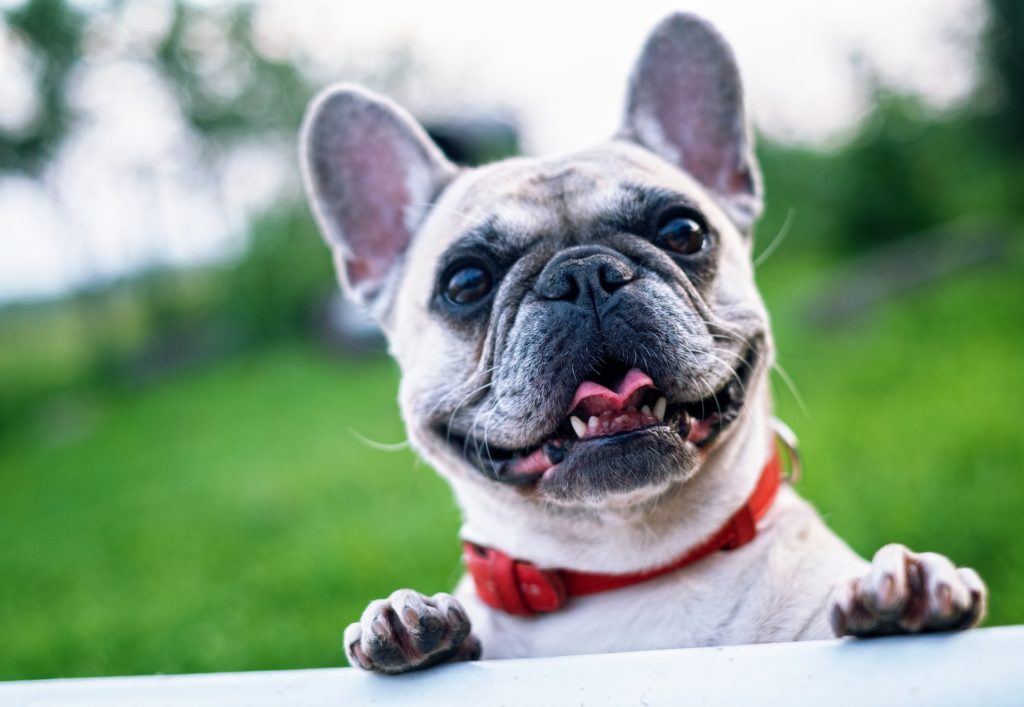 happy french bulldog puppies, frenchie puppies