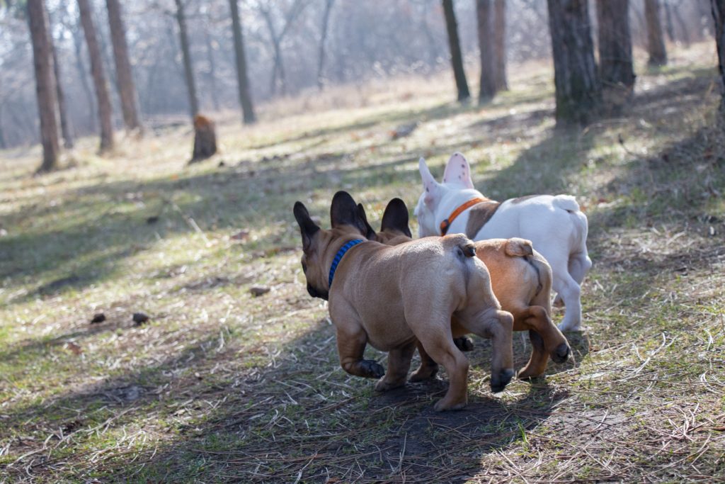french bulldog puppies, frenchie puppies playing