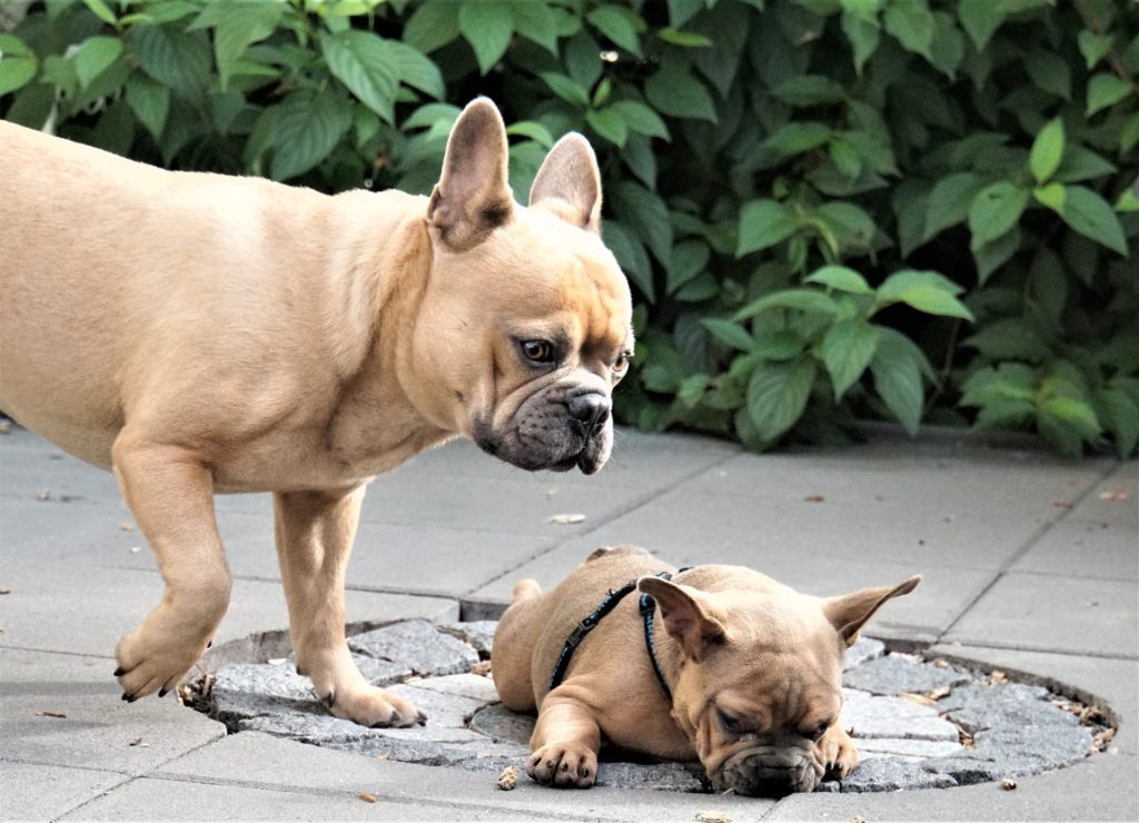 french bulldog and frenchie puppies